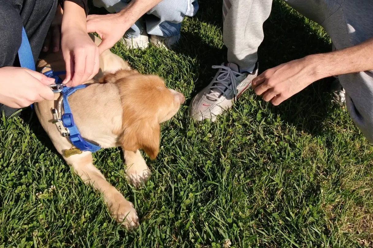 “Pati İzi” sokak hayvanlarına umut oluyor